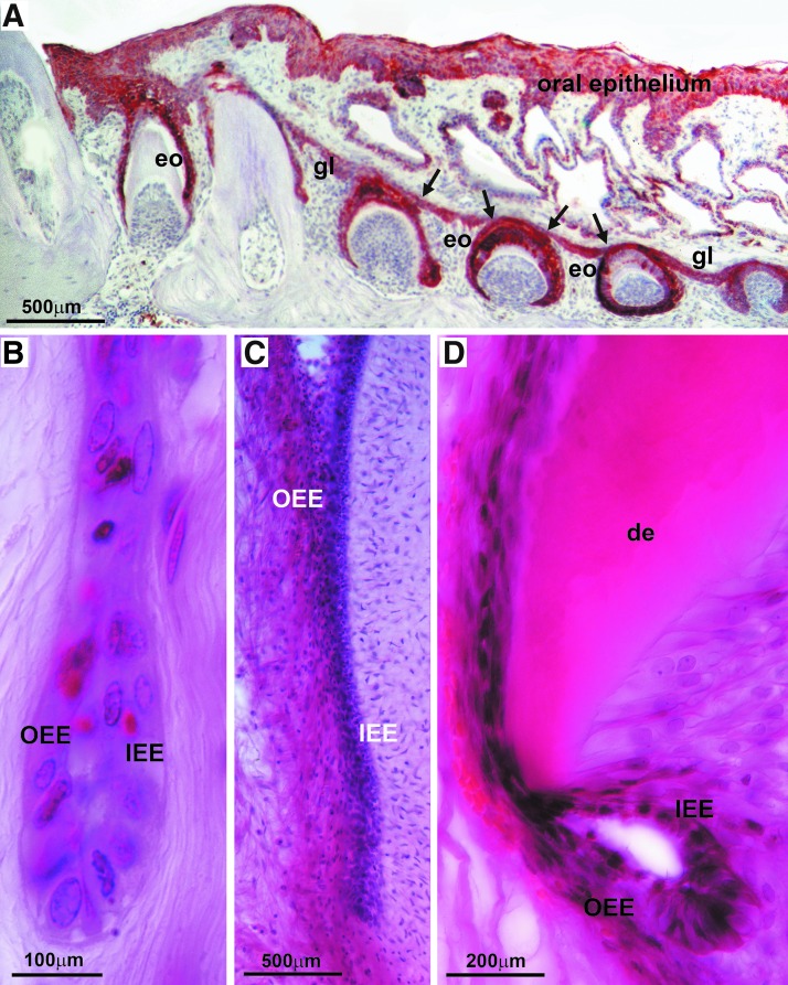 FIG. 7.