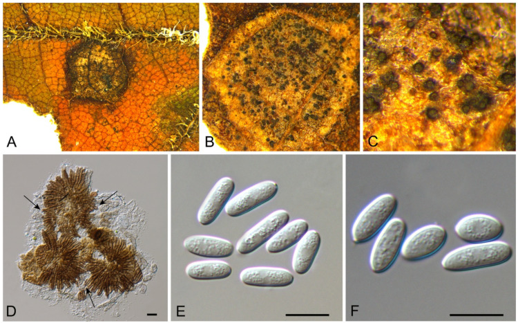 Figure 27