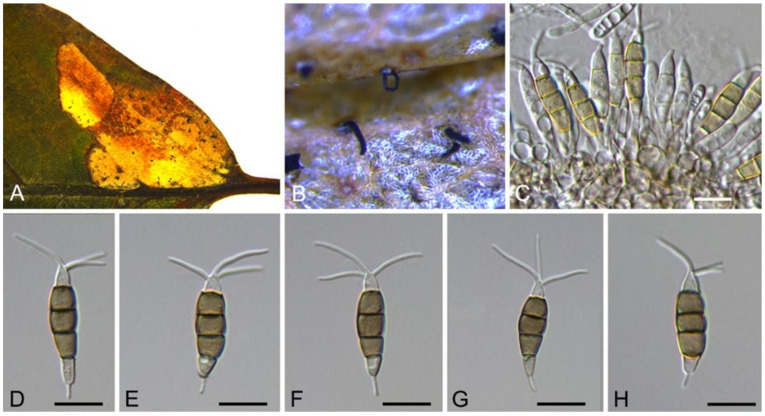 Figure 19