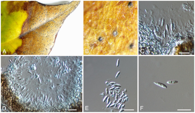 Figure 21