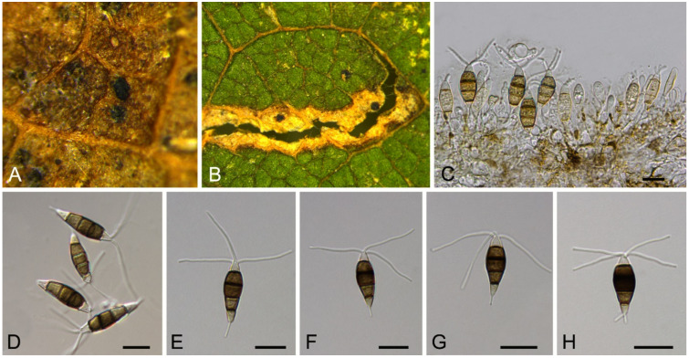 Figure 14