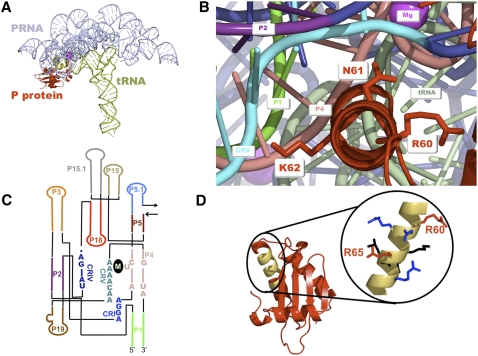 FIGURE 1.