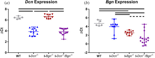 Effective knockdown of targeted genes in aged tendons. Knockdown models demonstrated effective knockdown of Dcn (a) and Bgn (b) in the appropriate genotypes. Solid lines denote p ≤ 0.05, and dotted lines denote p ≤ 0.1.