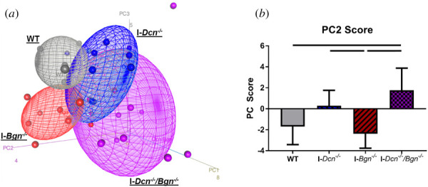 Decorin-deficient aged tendons exhibited array-level differences in gene expression. PCA demonstrated distinct clustering with genotype (a). Quantified PC2 scores revealed that I-Dcn−/−/Bgn−/− tendons had increased PC2 scores relative to WT and I-Bgn−/− tendons, while I-Dcn−/− tendons had increased PC2 scores relative to I-Bgn−/− tendons (b). Solid lines denote p ≤ 0.05.