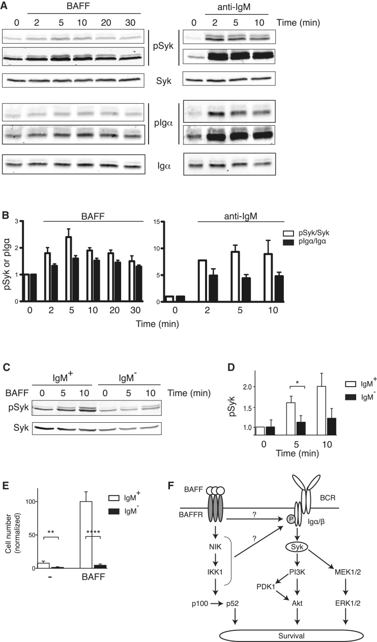 Figure 7