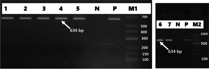 Fig. 6