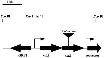 FIG. 1