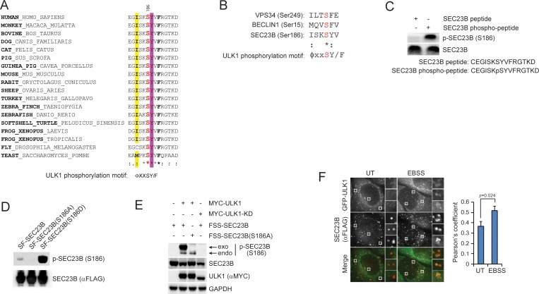 Figure 2—figure supplement 1.