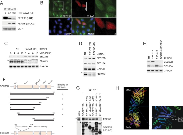 Figure 1—figure supplement 1.