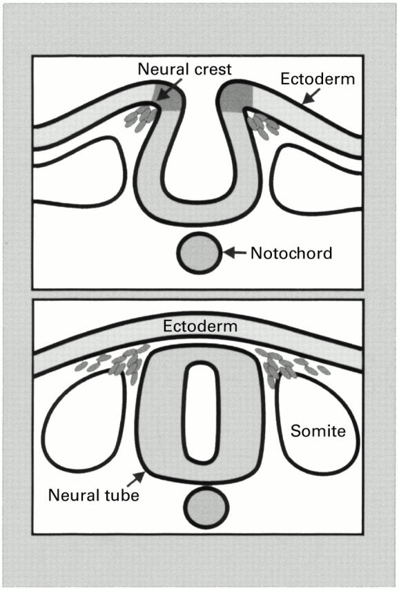 Figure 1  