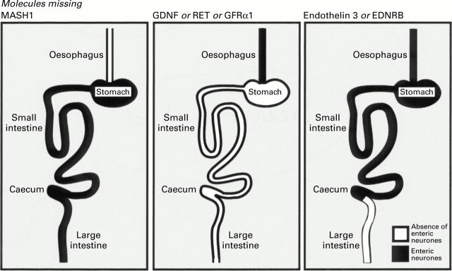 Figure 3  