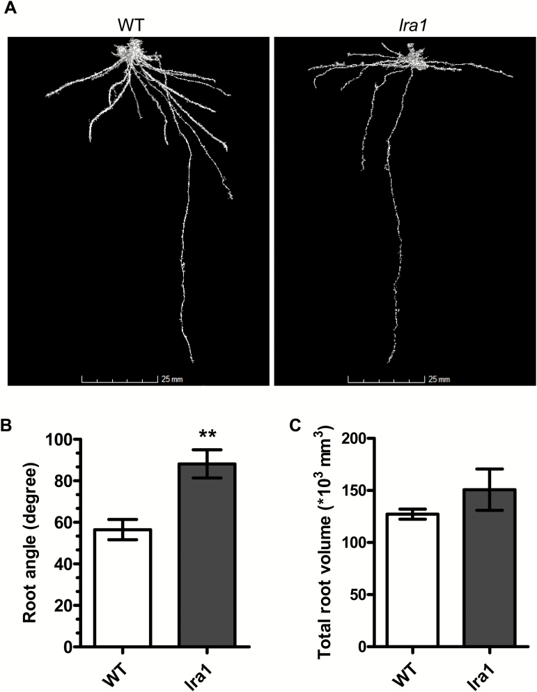 Fig 7.