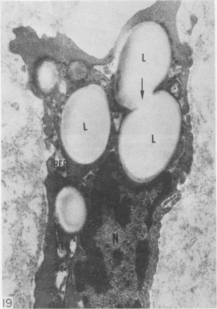 Fig. 19