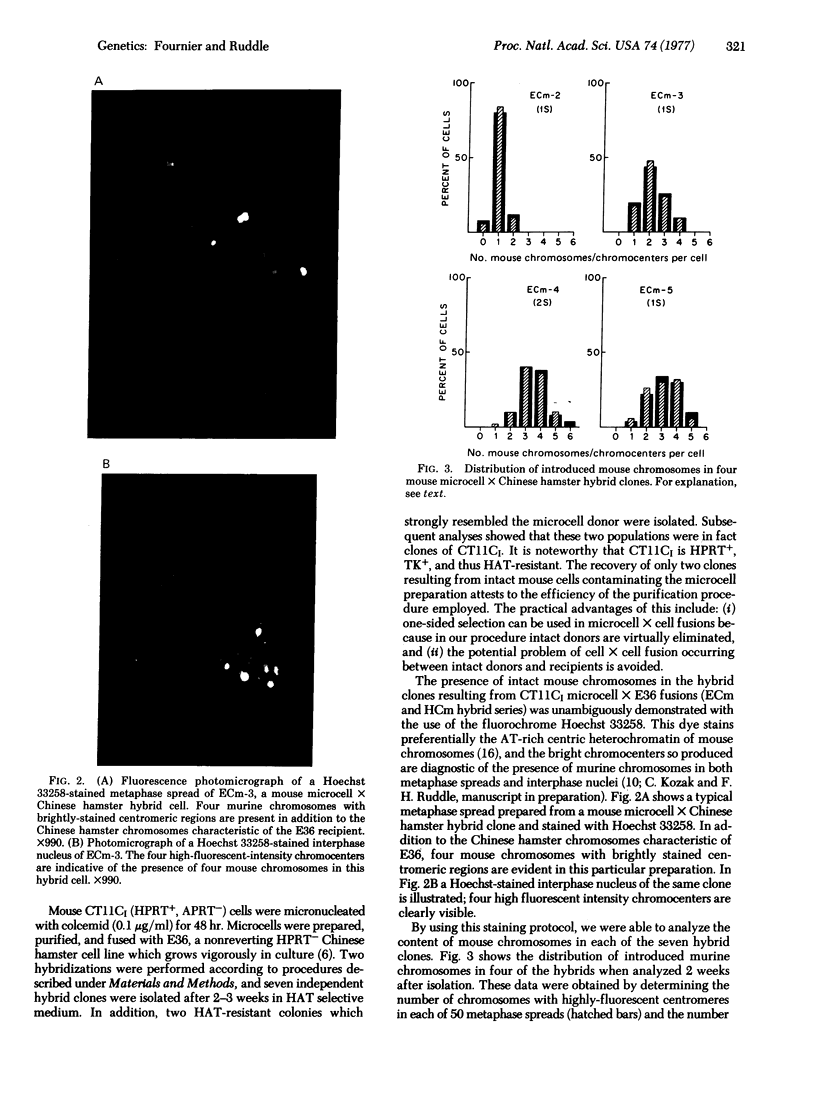 Microcell-mediated Transfer Of Murine Chromosomes Into Mouse, Chinese 