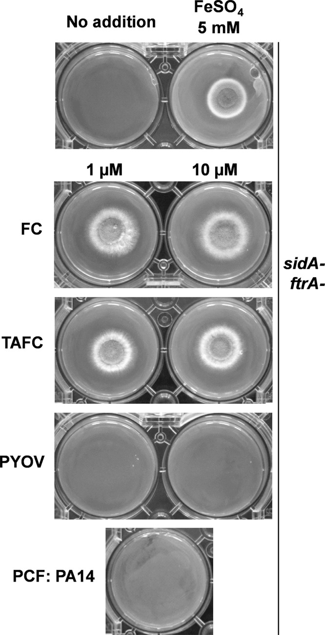 FIG 12