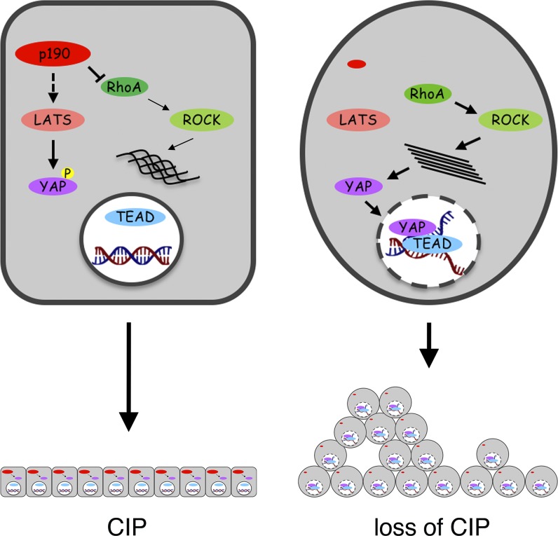 Figure 10.