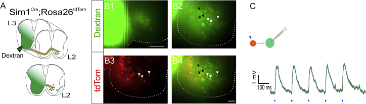 Figure 2