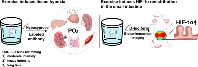 Image, graphical abstract