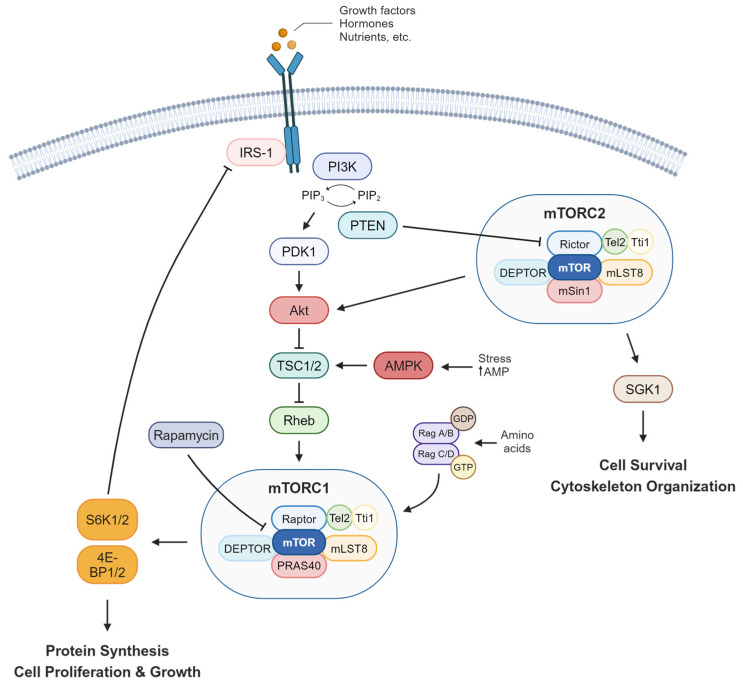 mTOR: Its Critical Role in Metabolic Diseases, Cancer, and the Aging ...