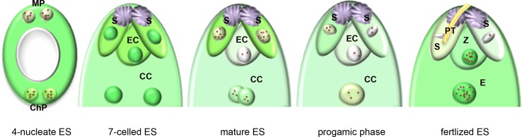 Fig. 7