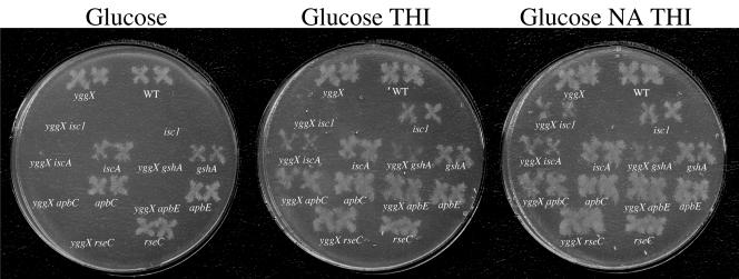 FIG. 3.