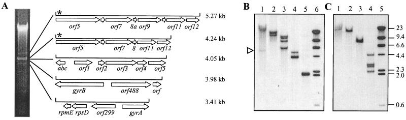 FIG. 1.