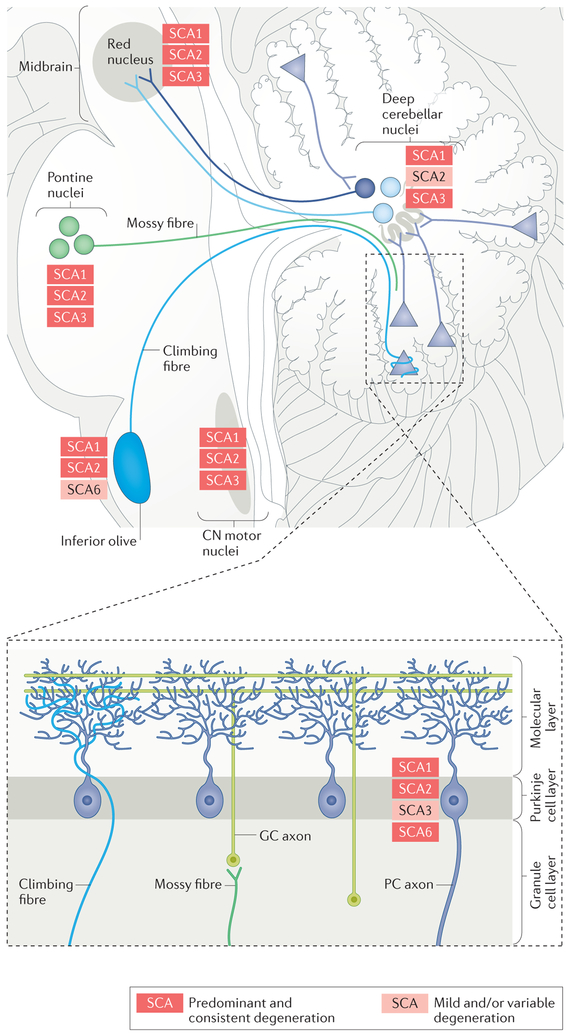 Figure 1 |