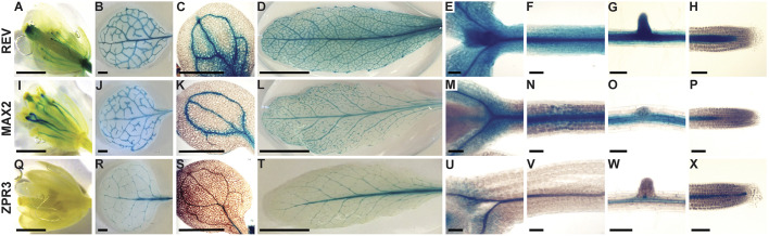 Fig. 2.