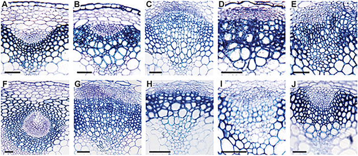 Fig. 6.