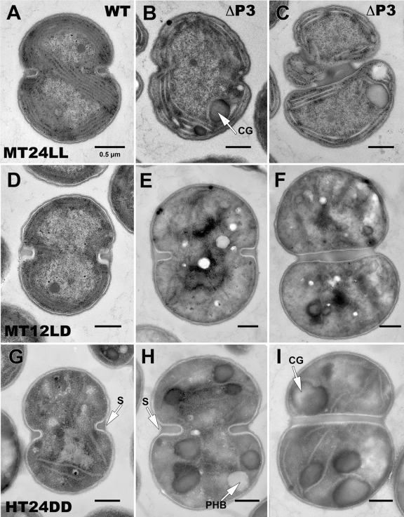 FIG 3