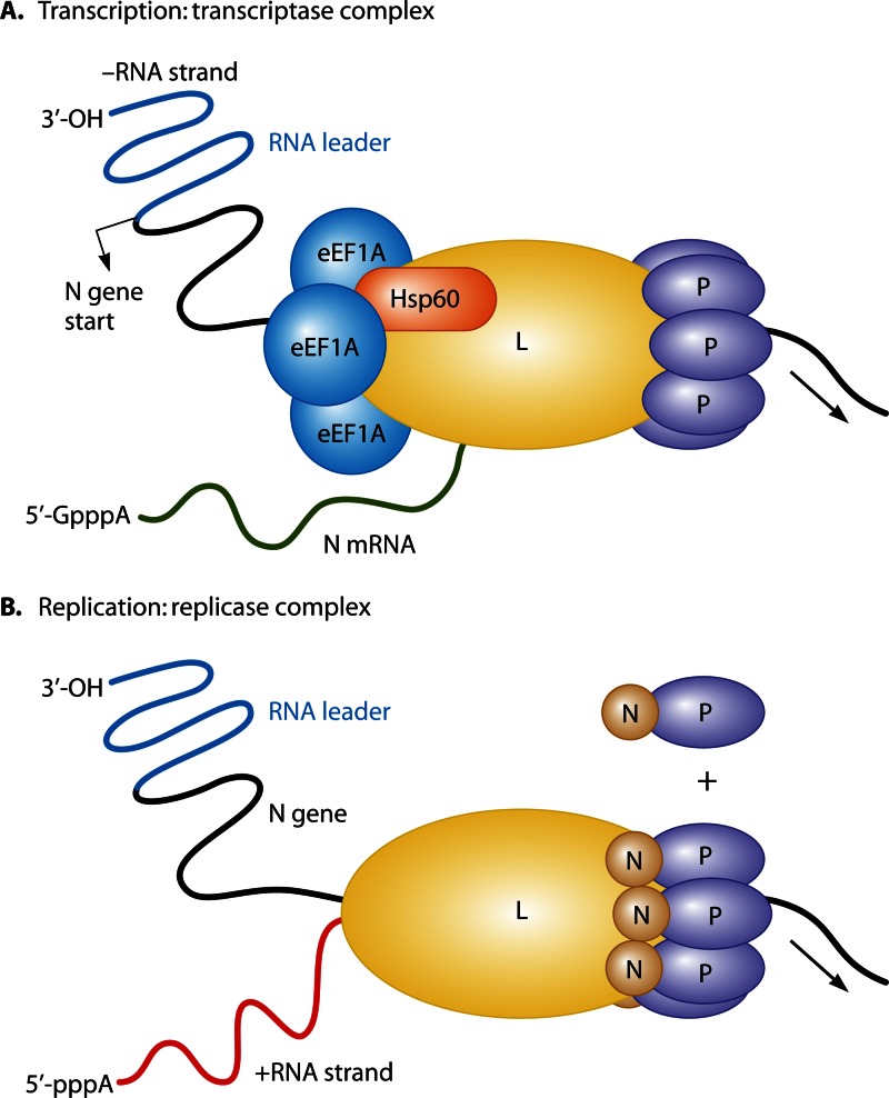 Fig 5