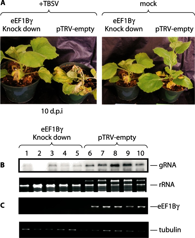 Fig 6