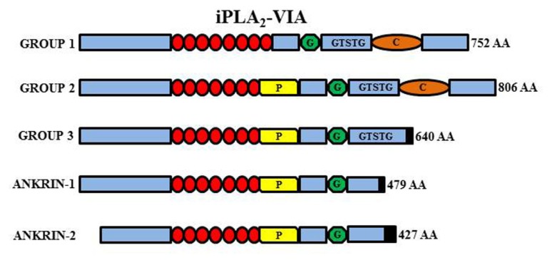 FIGURE 5