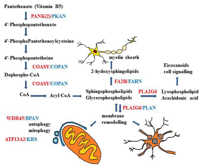 FIGURE 3