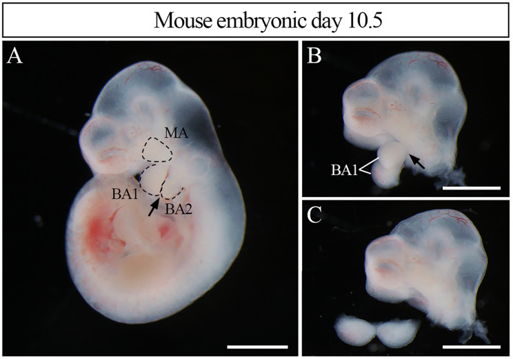 Figure 2.