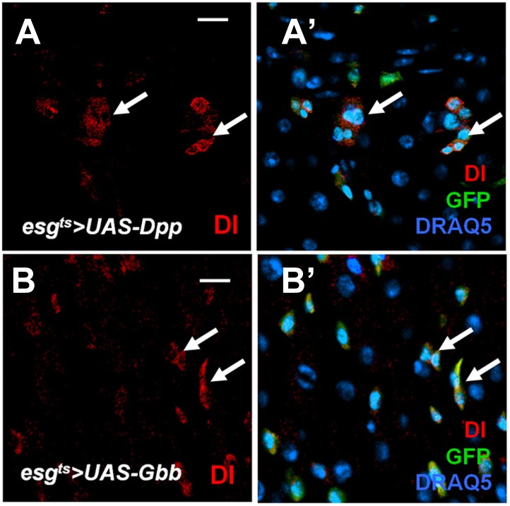 Figure 4—figure supplement 1.