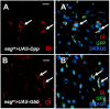 Figure 4—figure supplement 1.