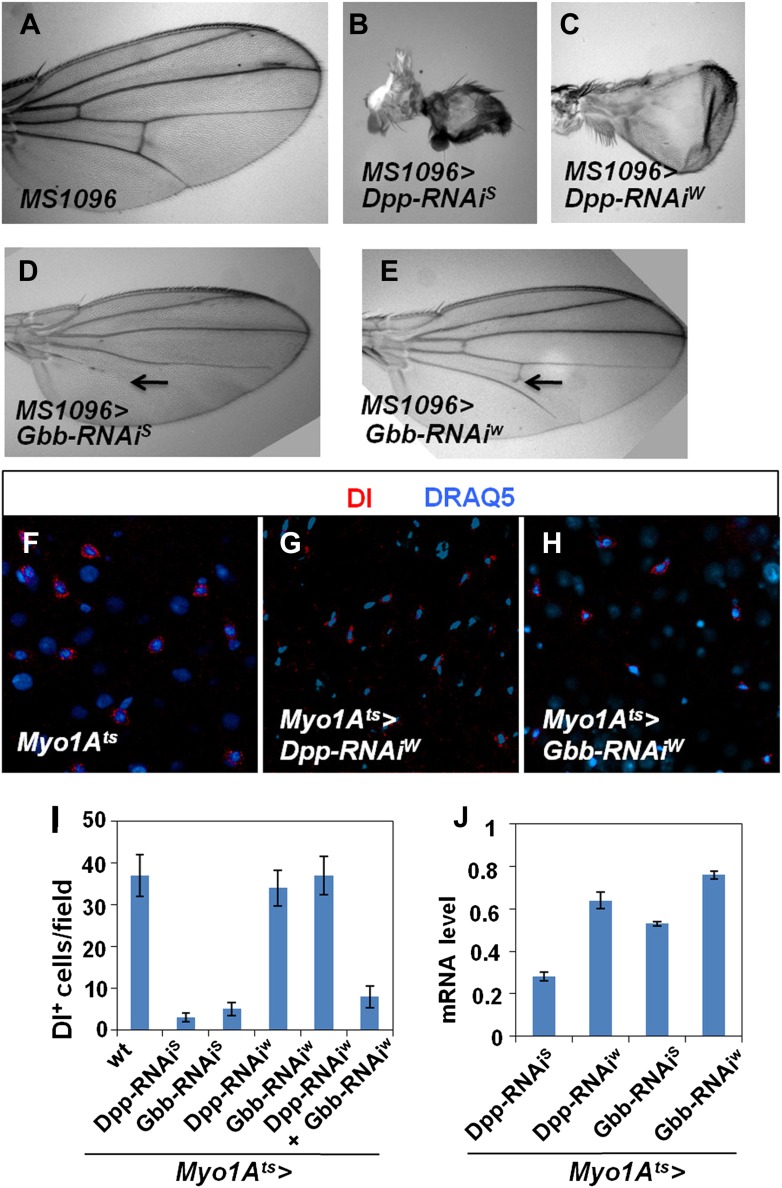 Figure 7—figure supplement 1.