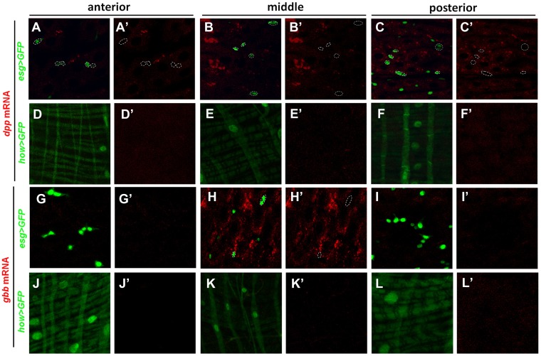 Figure 6—figure supplement 2.