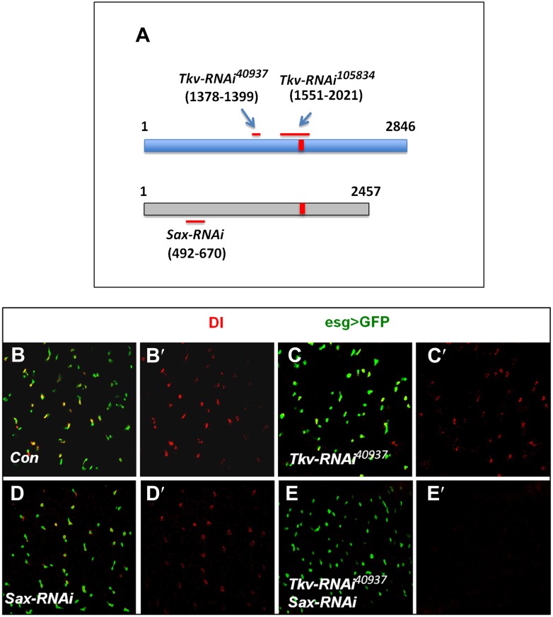 Figure 3—figure supplement 1.