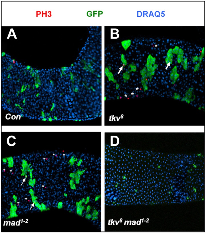 Figure 3—figure supplement 2.