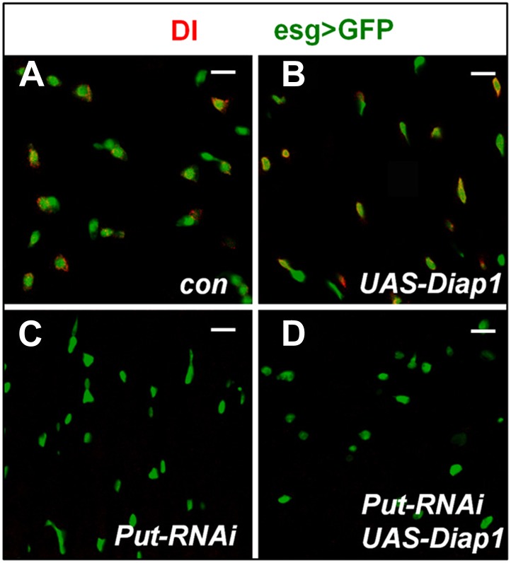 Figure 2—figure supplement 1.