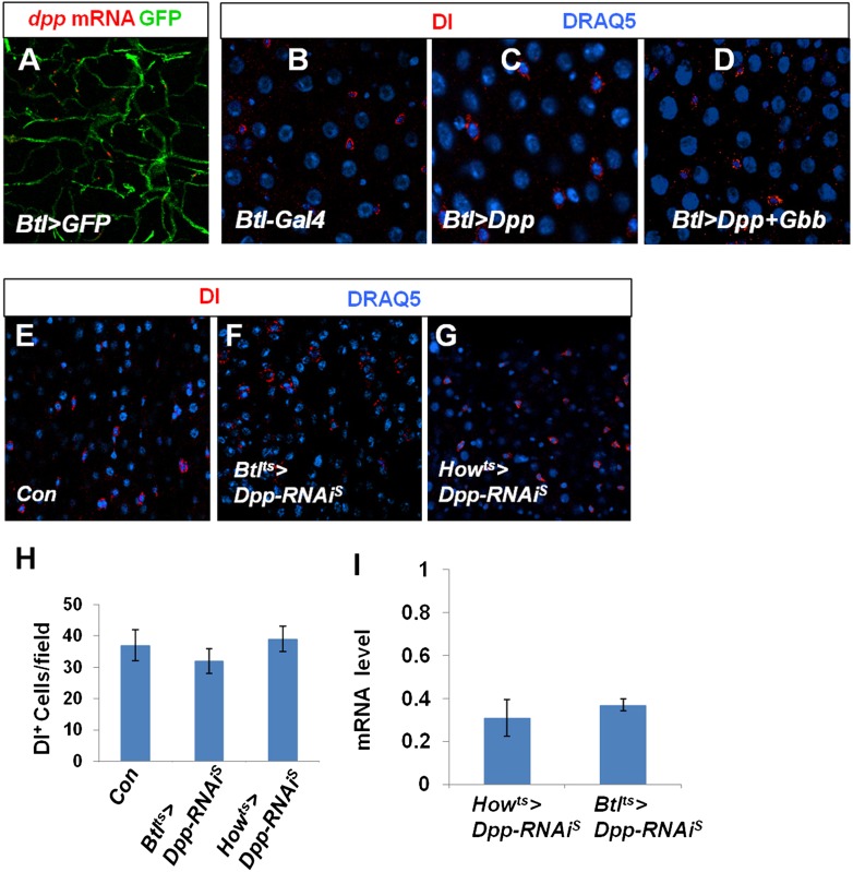 Figure 7—figure supplement 4.