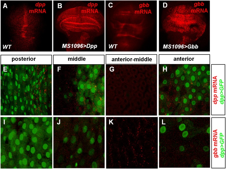 Figure 6—figure supplement 1.