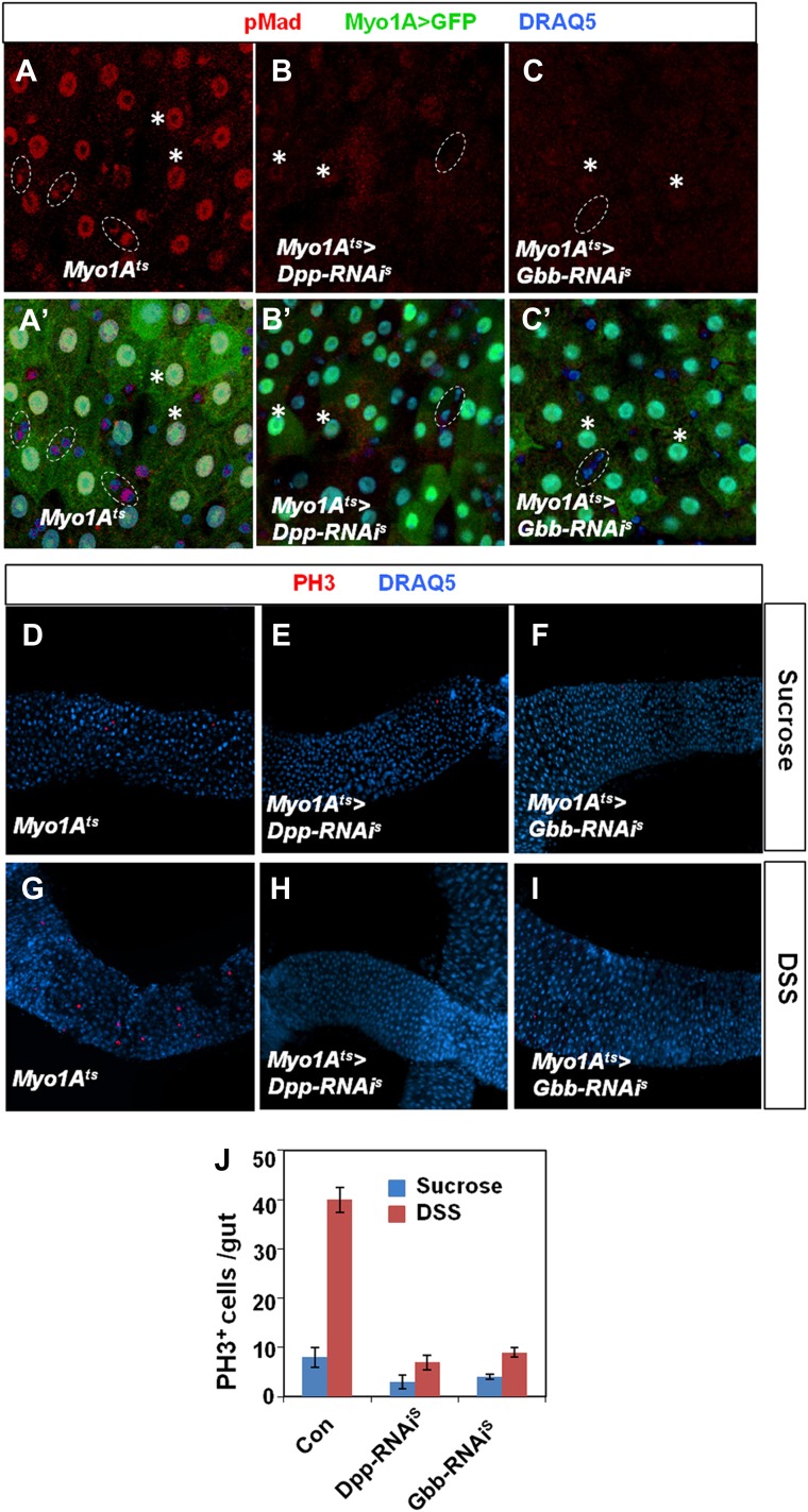 Figure 7—figure supplement 2.