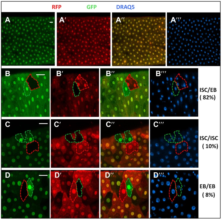 Figure 2—figure supplement 2.