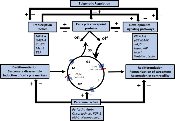 Fig. 2