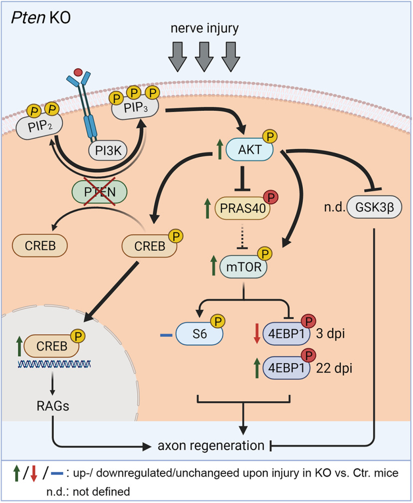 Figure 11.