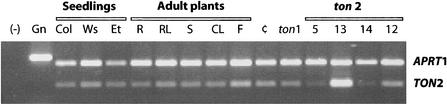 Figure 5.