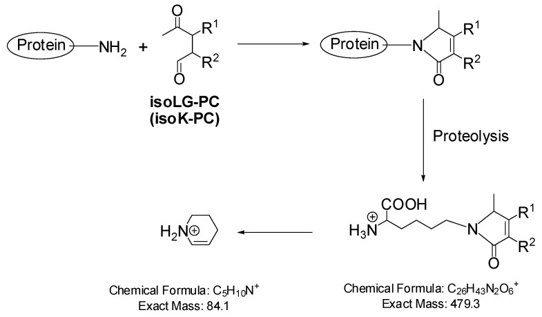 Scheme 4